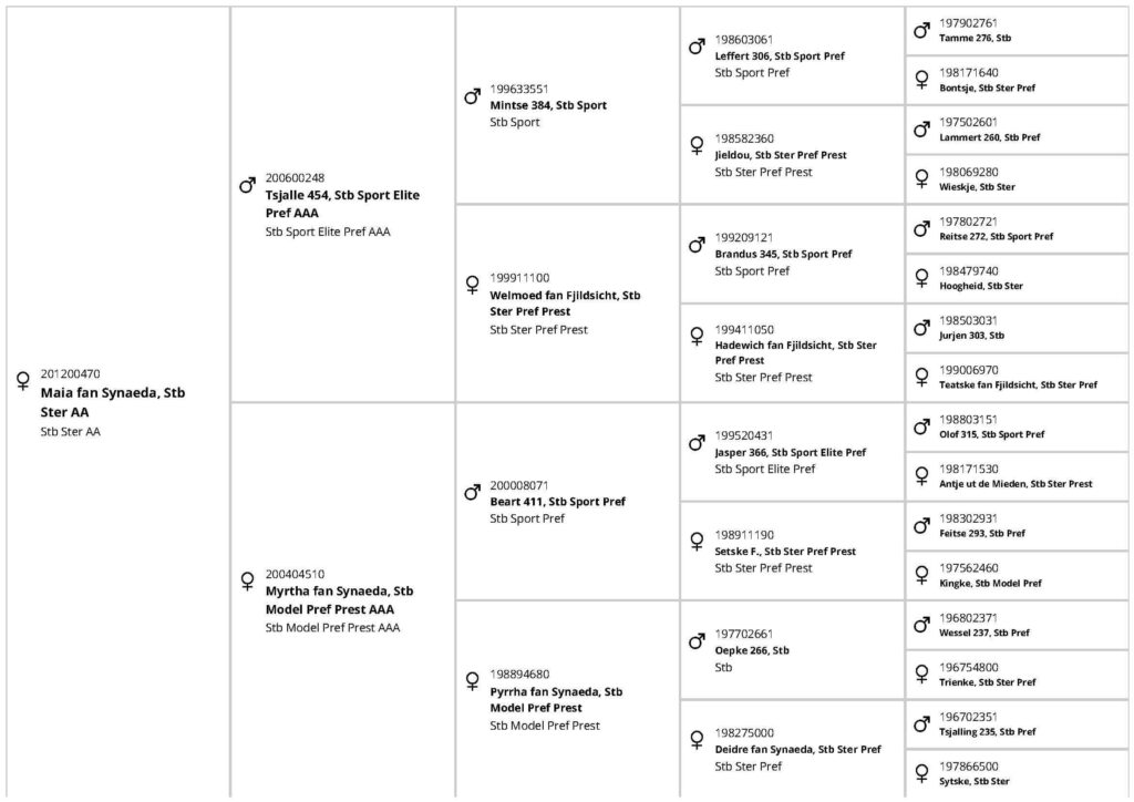 Pedigree Maia fan Synaeda